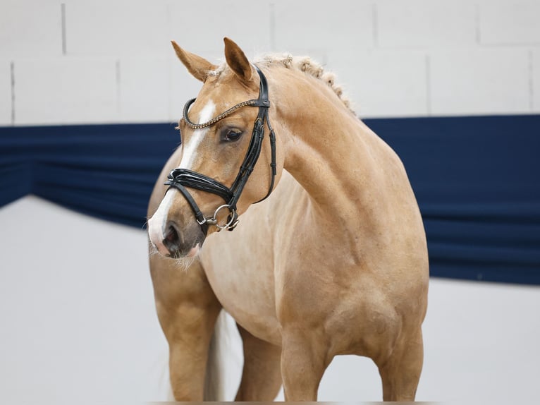 Deutsches Reitpony Stute 3 Jahre 144 cm Palomino in Marsberg
