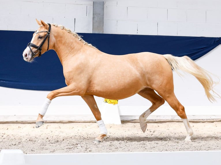 Deutsches Reitpony Stute 3 Jahre 144 cm Palomino in Marsberg