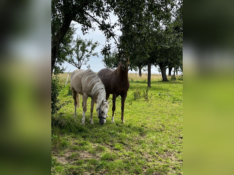 Deutsches Reitpony Stute 3 Jahre 144 cm Palomino in Aichtal