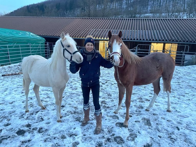 Deutsches Reitpony Stute 3 Jahre 144 cm Palomino in Aichtal