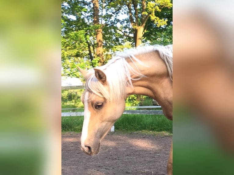 Deutsches Reitpony Stute 3 Jahre 144 cm Palomino in Wittmund