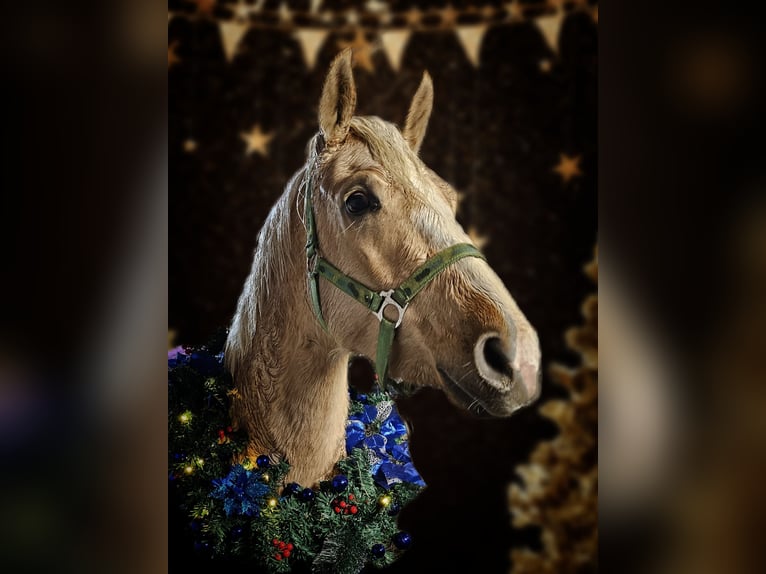 Deutsches Reitpony Stute 3 Jahre 144 cm Palomino in Wittmund