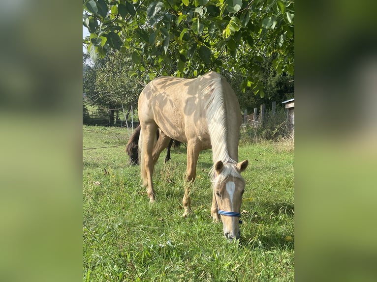 Deutsches Reitpony Stute 3 Jahre 144 cm Palomino in Guben