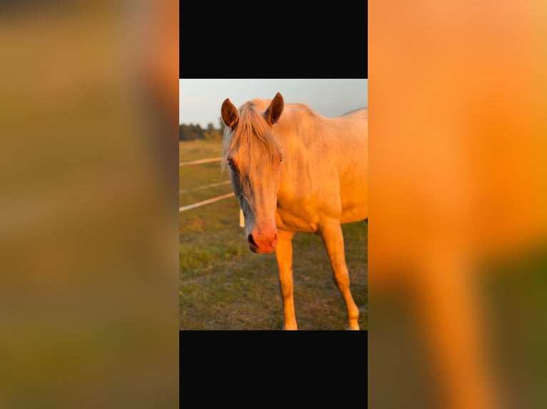 Deutsches Reitpony Stute 3 Jahre 144 cm Perlino in Lintig