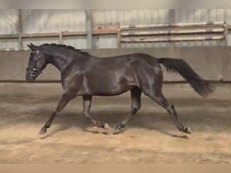 Deutsches Reitpony Stute 3 Jahre 144 cm Rappe in Alfhausen