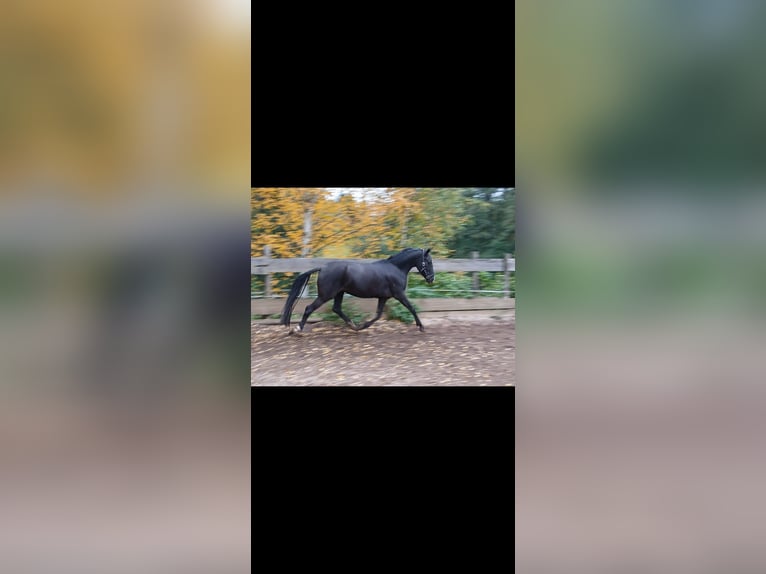 Deutsches Reitpony Stute 3 Jahre 144 cm Rappe in Berg bei Neumarkt in der Oberpfalz