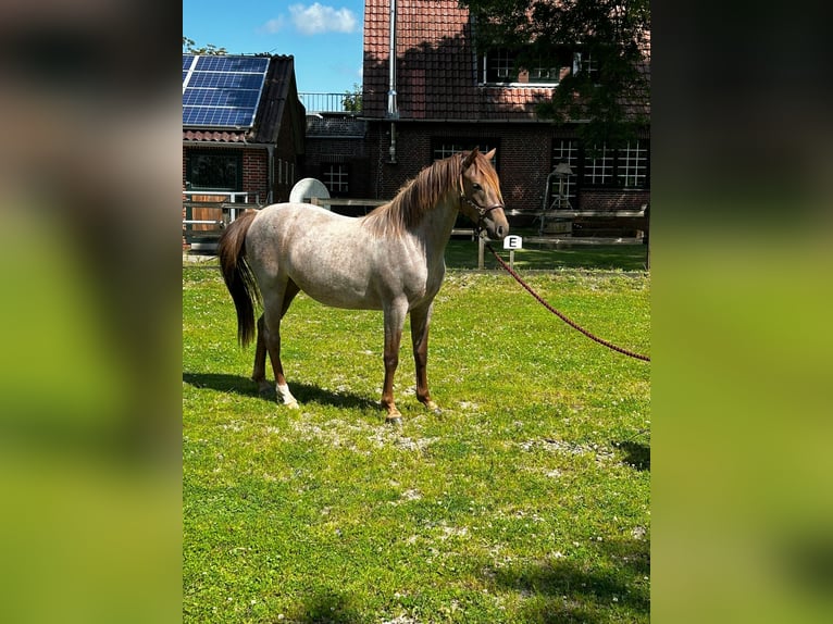 Deutsches Reitpony Stute 3 Jahre 144 cm Roan-Red in Stadland