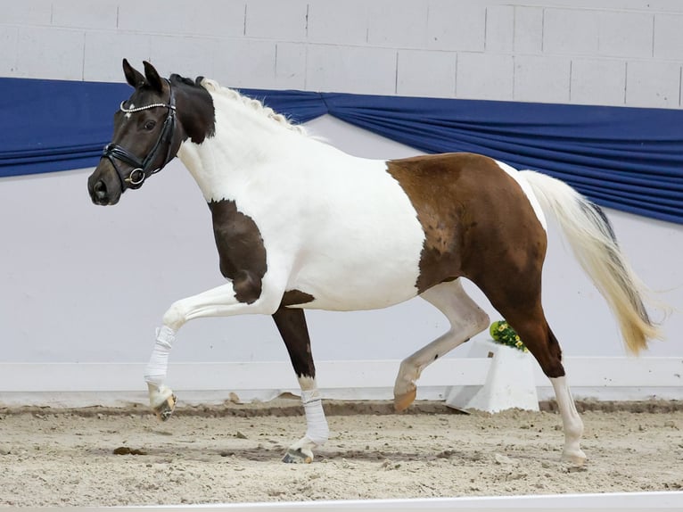 Deutsches Reitpony Stute 3 Jahre 144 cm Schecke in Marsberg
