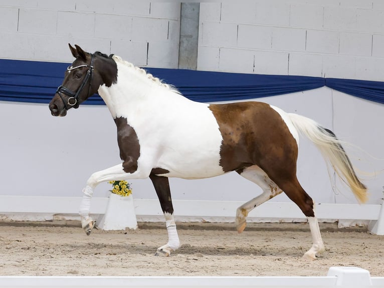 Deutsches Reitpony Stute 3 Jahre 144 cm Schecke in Marsberg