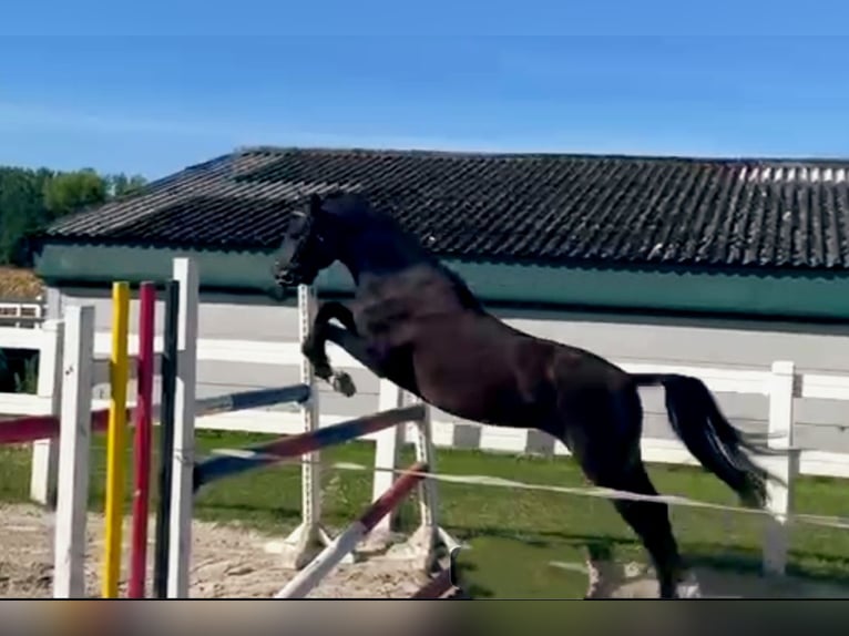 Deutsches Reitpony Stute 3 Jahre 144 cm Schwarzbrauner in Selm Deutsches Reitpony Stute 3 Jahre 144 cm Schwarzbrauner in Selm