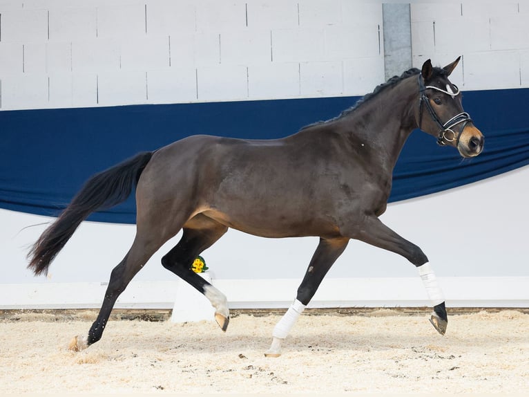 Deutsches Reitpony Stute 3 Jahre 145 cm Brauner in Marsberg