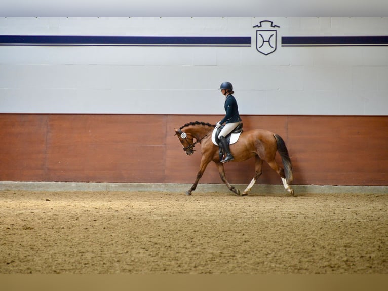 Deutsches Reitpony Stute 3 Jahre 145 cm Brauner in Stakendorf