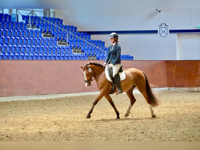 Deutsches Reitpony Stute 3 Jahre 145 cm Brauner in Stakendorf