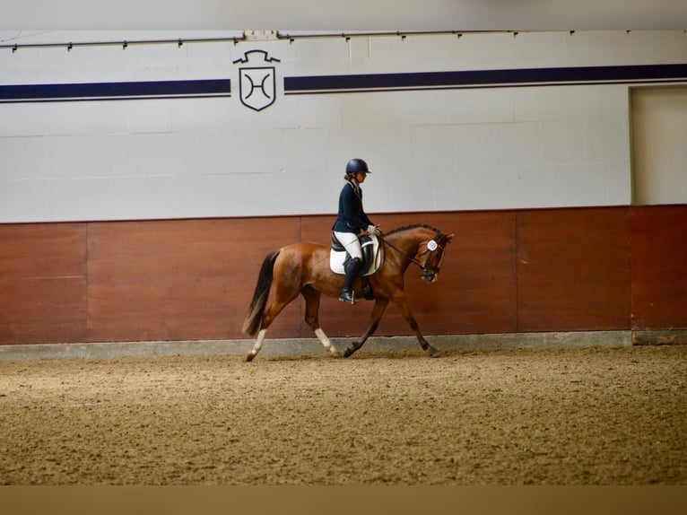Deutsches Reitpony Stute 3 Jahre 145 cm Brauner in Stakendorf