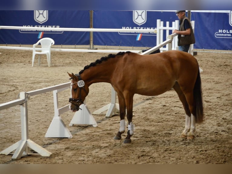 Deutsches Reitpony Stute 3 Jahre 145 cm Brauner in Stakendorf