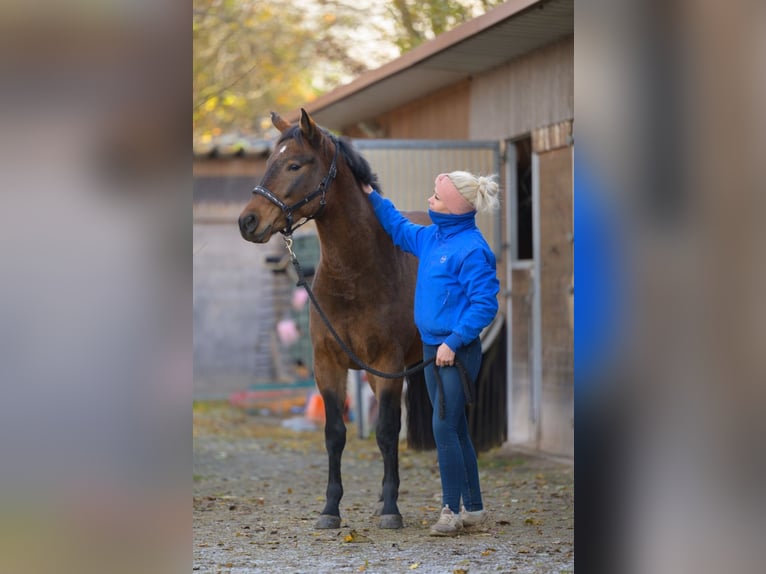 Deutsches Reitpony Mix Stute 3 Jahre 145 cm Brauner in Heddesheim