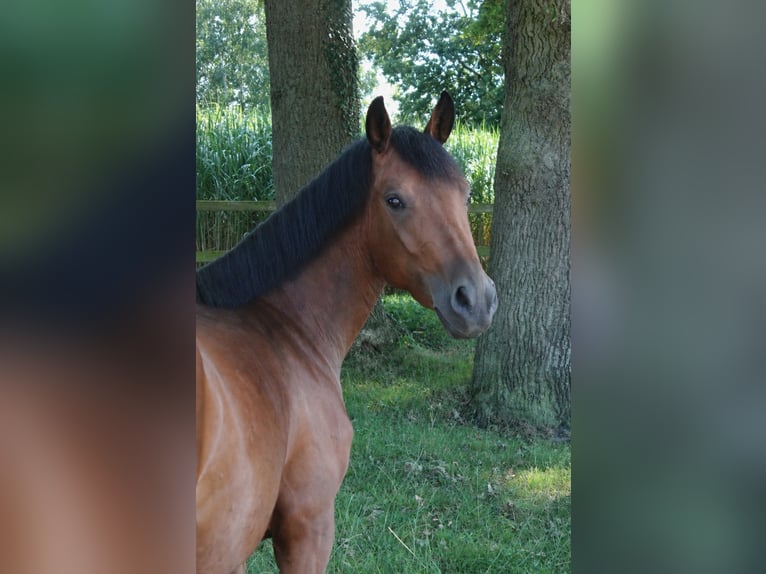 Deutsches Reitpony Stute 3 Jahre 145 cm Brauner in Hagen im Bremischen