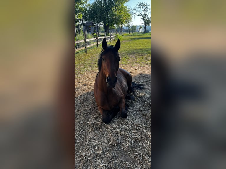 Deutsches Reitpony Stute 3 Jahre 145 cm Brauner in Heinsberg
