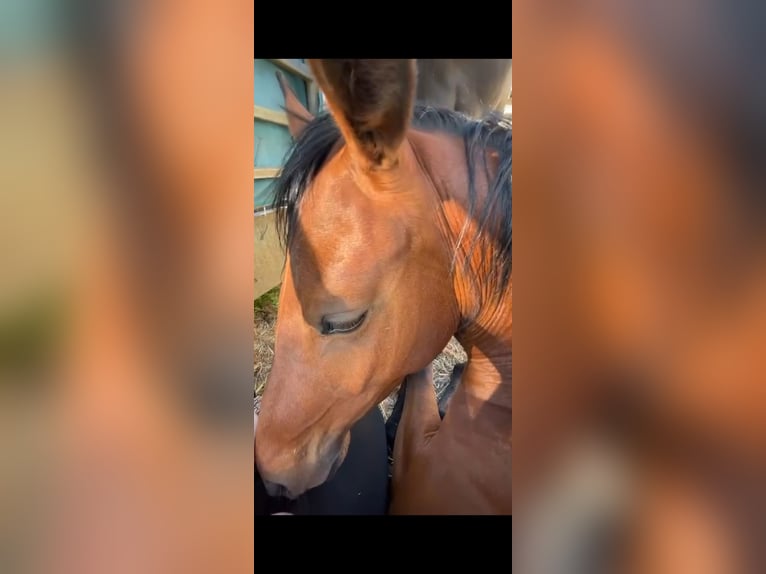 Deutsches Reitpony Stute 3 Jahre 145 cm Brauner in Heinsberg