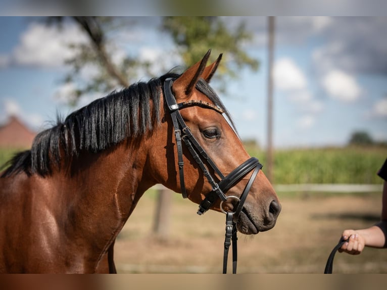 Deutsches Reitpony Stute 3 Jahre 145 cm Brauner in Heinsberg