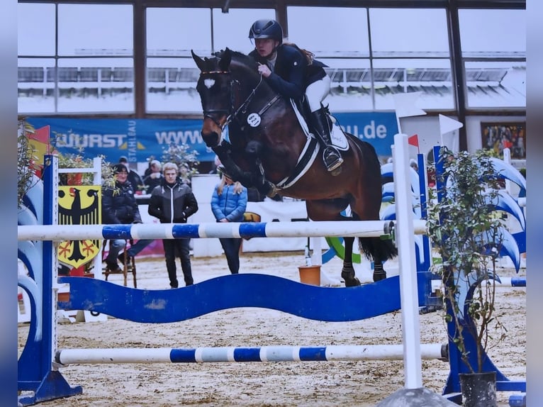 Deutsches Reitpony Stute 3 Jahre 145 cm Brauner in Heinsberg