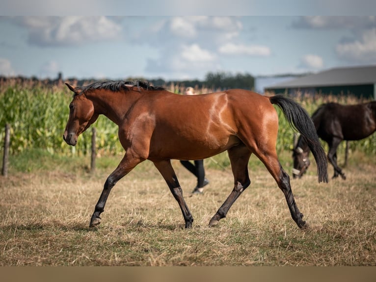 Deutsches Reitpony Stute 3 Jahre 145 cm Brauner in Heinsberg