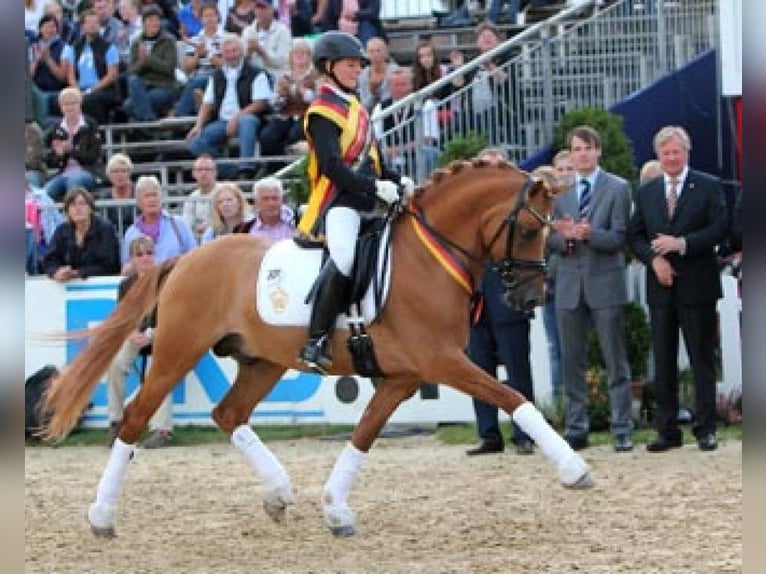 Deutsches Reitpony Stute 3 Jahre 145 cm Brauner in Heinsberg