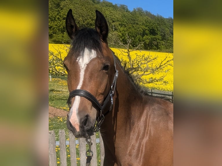 Deutsches Reitpony Mix Stute 3 Jahre 145 cm Brauner in Kirchworbis
