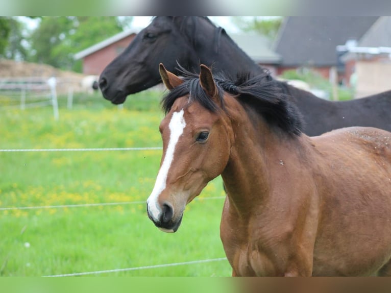 Deutsches Reitpony Stute 3 Jahre 145 cm Brauner in Kastorf