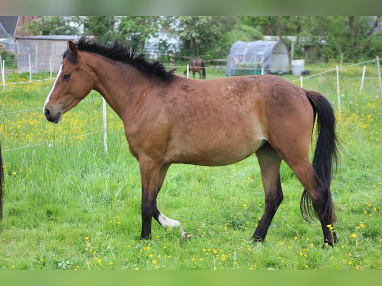 Deutsches Reitpony Stute 3 Jahre 145 cm Brauner in Kastorf