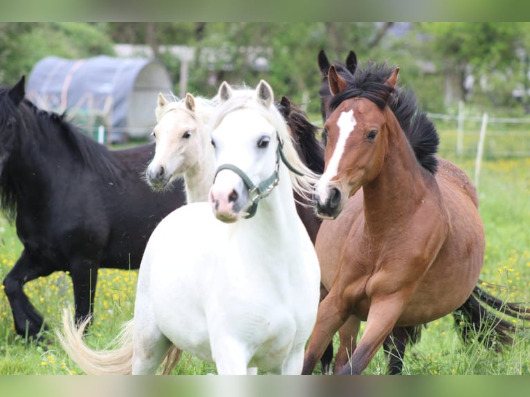 Deutsches Reitpony Stute 3 Jahre 145 cm Brauner in Kastorf