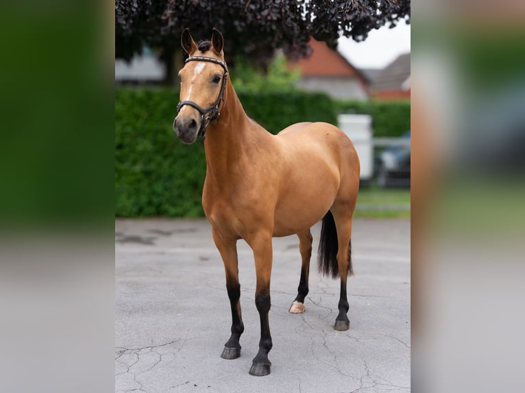 Deutsches Reitpony Mix Stute 3 Jahre 145 cm Buckskin in Dülmen