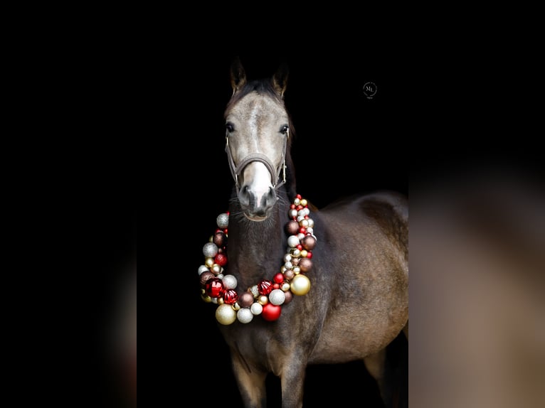 Deutsches Reitpony Stute 3 Jahre 145 cm Buckskin in Hünxe