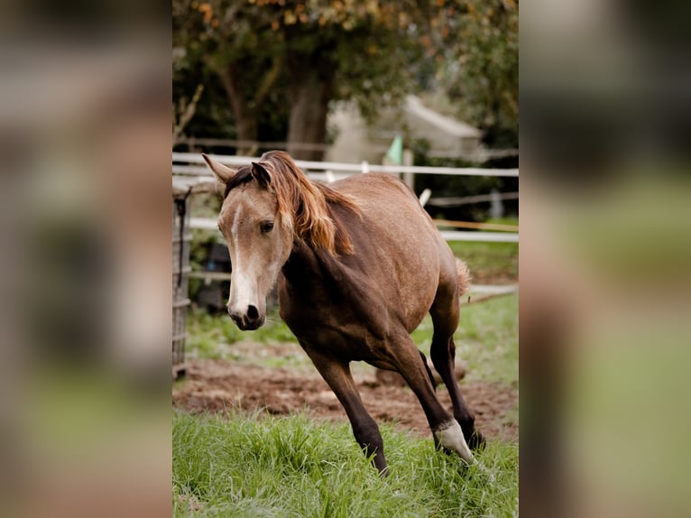 Deutsches Reitpony Stute 3 Jahre 145 cm Buckskin in Hünxe