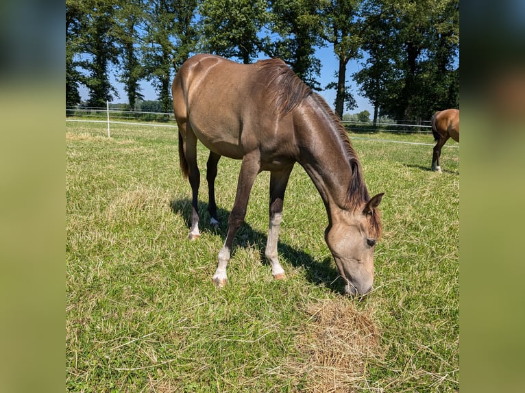 Deutsches Reitpony Stute 3 Jahre 145 cm Buckskin in Hünxe