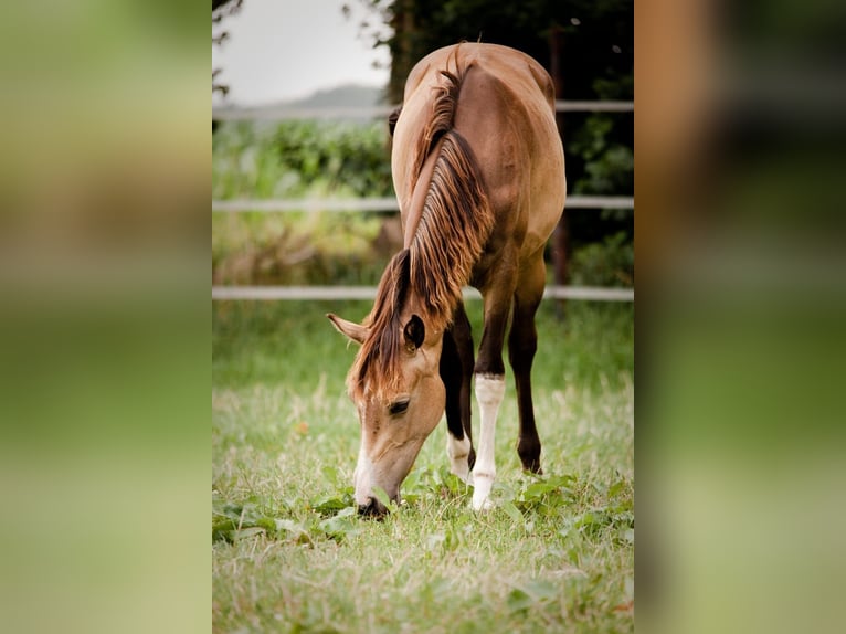 Deutsches Reitpony Stute 3 Jahre 145 cm Buckskin in Hünxe