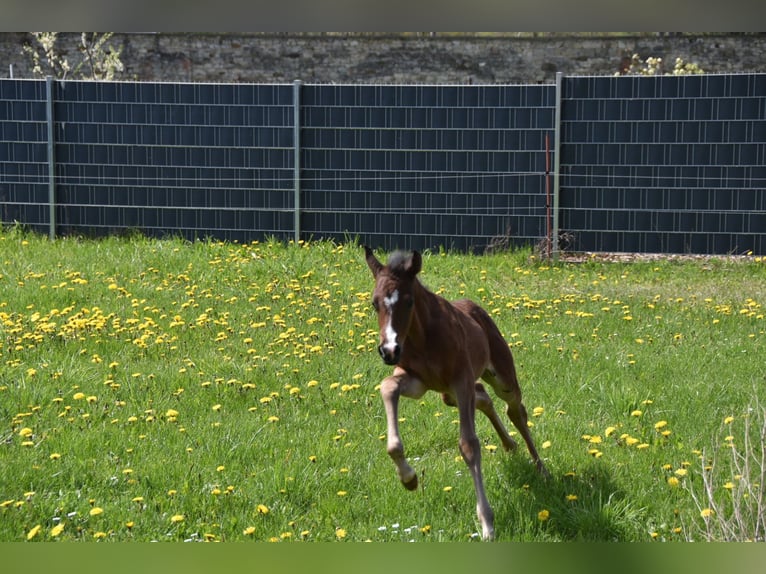 Deutsches Reitpony Stute 3 Jahre 145 cm Dunkelbrauner in Wegeleben