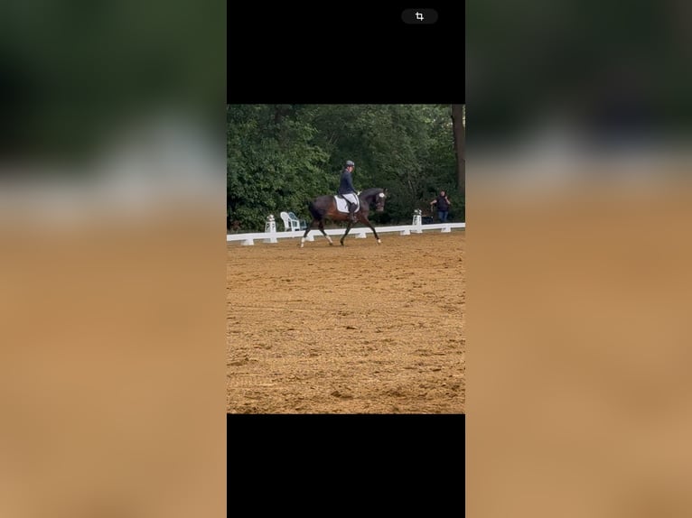 Deutsches Reitpony Stute 3 Jahre 145 cm Dunkelbrauner in Worpswede