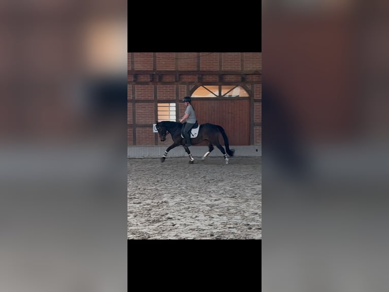 Deutsches Reitpony Stute 3 Jahre 145 cm Dunkelbrauner in Worpswede