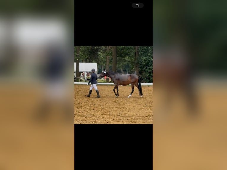 Deutsches Reitpony Stute 3 Jahre 145 cm Dunkelbrauner in Worpswede