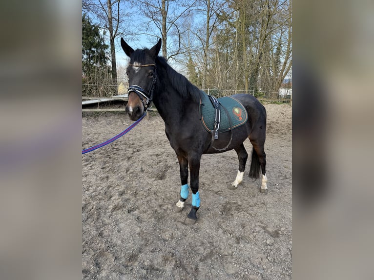 Deutsches Reitpony Stute 3 Jahre 145 cm Dunkelbrauner in Worpswede