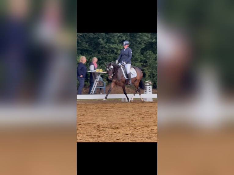 Deutsches Reitpony Stute 3 Jahre 145 cm Dunkelbrauner in Worpswede