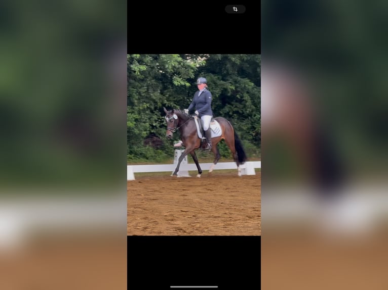 Deutsches Reitpony Stute 3 Jahre 145 cm Dunkelbrauner in Worpswede