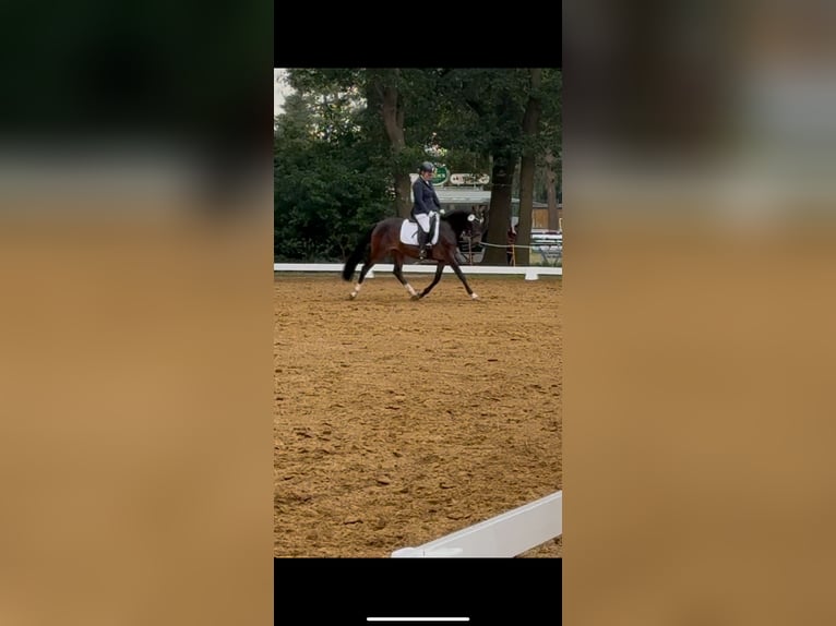 Deutsches Reitpony Stute 3 Jahre 145 cm Dunkelbrauner in Worpswede