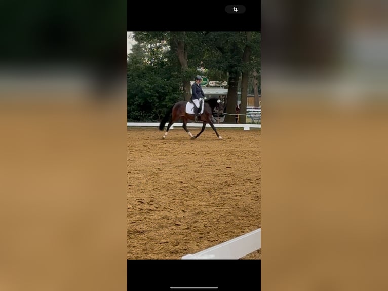 Deutsches Reitpony Stute 3 Jahre 145 cm Dunkelbrauner in Worpswede