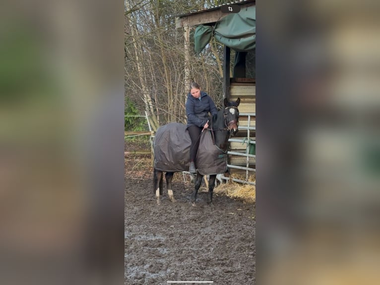Deutsches Reitpony Stute 3 Jahre 145 cm Dunkelbrauner in Worpswede
