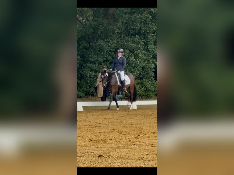 Deutsches Reitpony Stute 3 Jahre 145 cm Dunkelbrauner in Worpswede