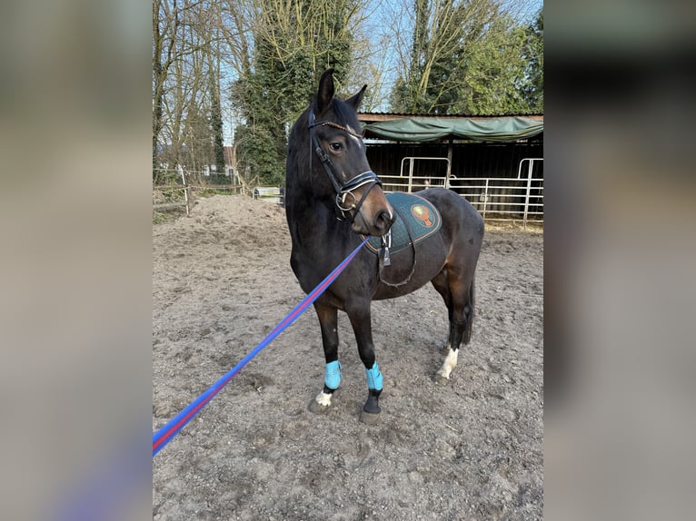 Deutsches Reitpony Stute 3 Jahre 145 cm Dunkelbrauner in Worpswede