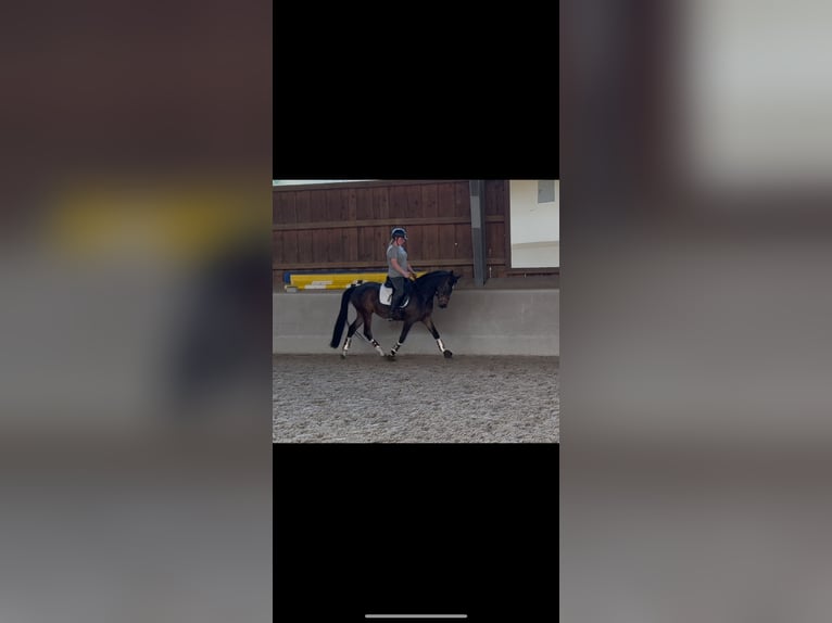 Deutsches Reitpony Stute 3 Jahre 145 cm Dunkelbrauner in Worpswede