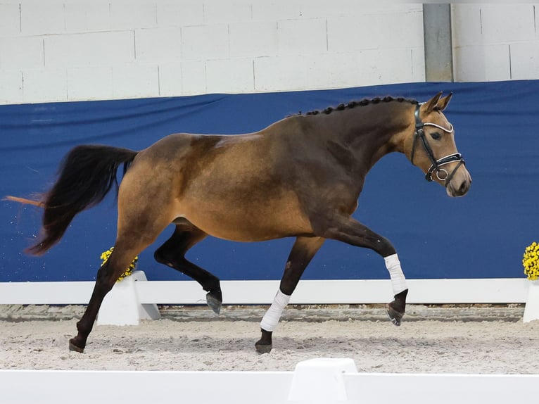 Deutsches Reitpony Stute 3 Jahre 145 cm Falbe in Marsberg